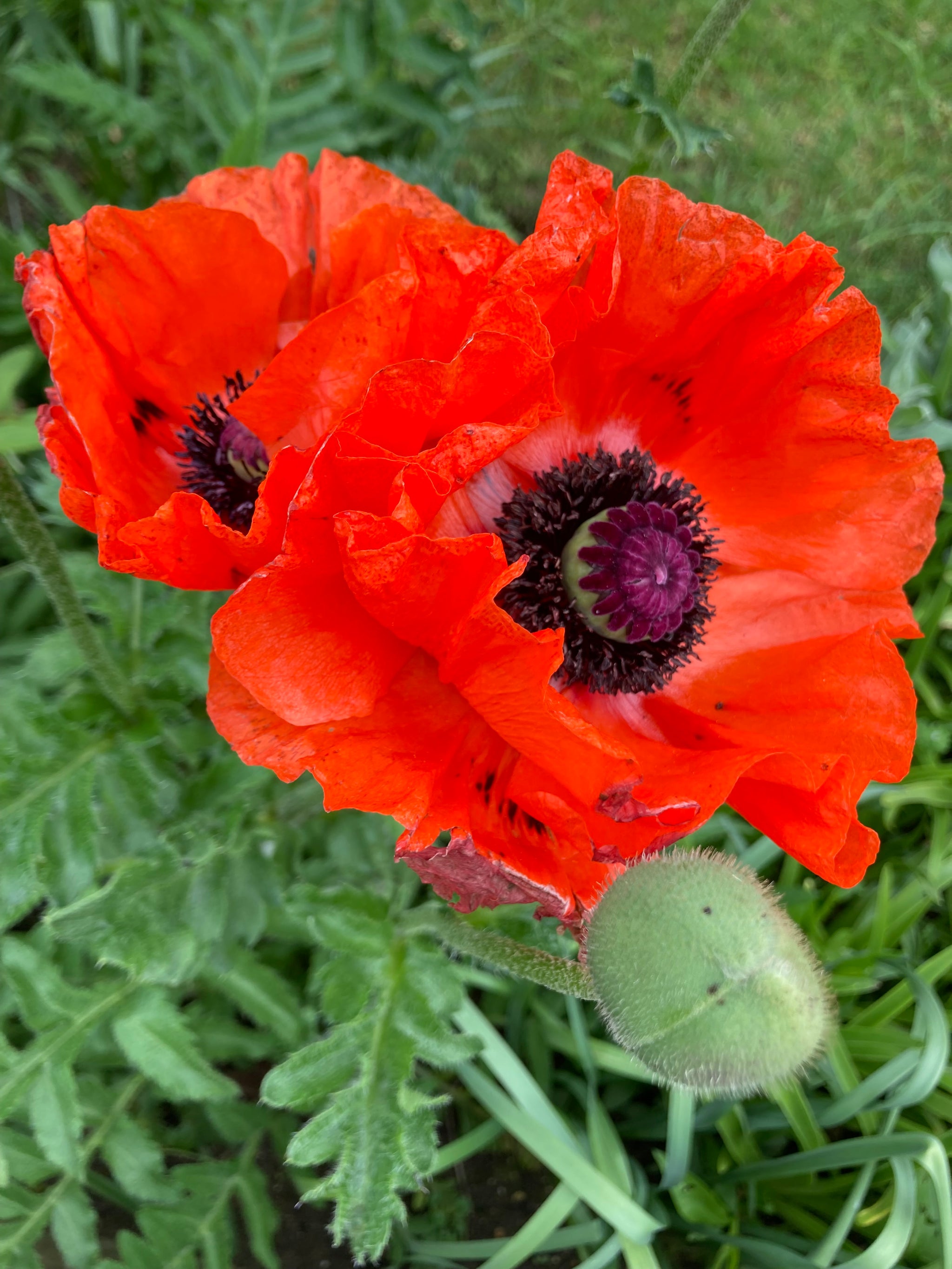 Red Ornamental Poppy 'Beauty of Livermere' (Budding Roots to Plant You