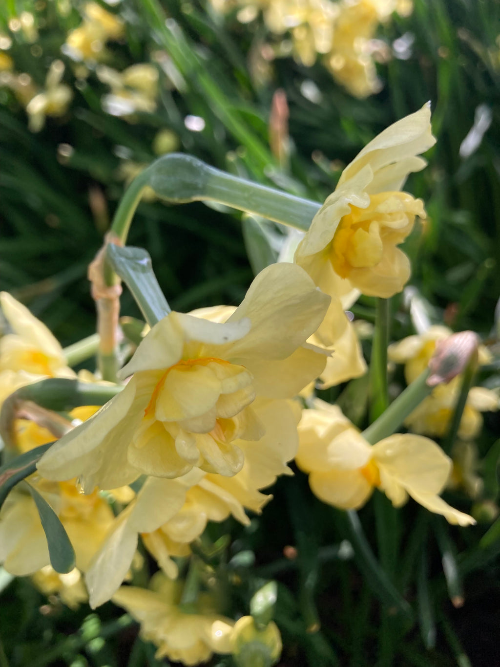 Daffodil Bulbs 'Primrose Beauty' (Narcissus) Free UK Postage