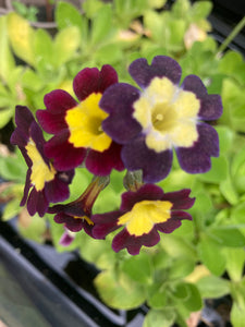 Primula auricula (Plug Plants) Free UK postage