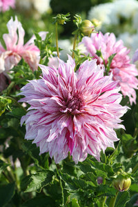 Dahlia 'Prince Valiant' decorative large flowered - 2, 3 or 5 tubers - Free delivery within the UK