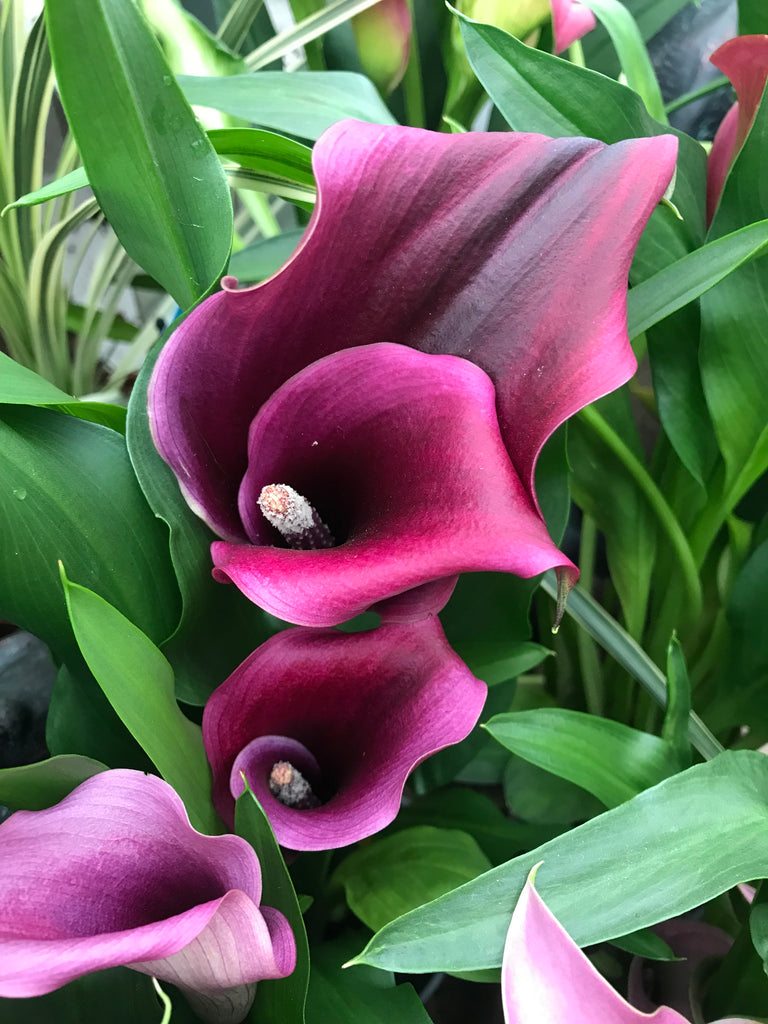 Purple Calla Lily Corms (Zantedeschia) Free UK Postage