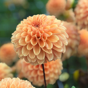 Dahlia 'Ralphie' ball flowered - 2, 3 or 5 tubers - Free delivery within the UK