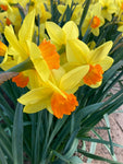 Daffodil 'Red Devon' Variety (Bulbs To Plant Yourself) Free UK Postage