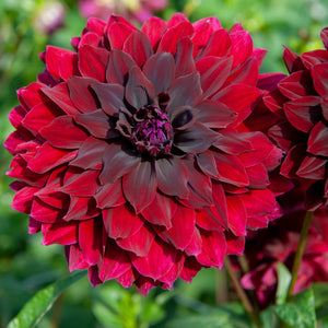 Dahlia 'Rip City' semi-cactus flowered - 2, 3 or 5 tubers - Free delivery within the UK