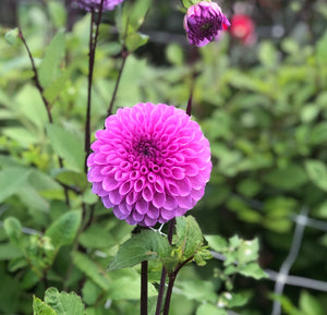 Dahlia 'Robann Regal' ball flowered - 2, 3 or 5 tubers - Free delivery within the UK