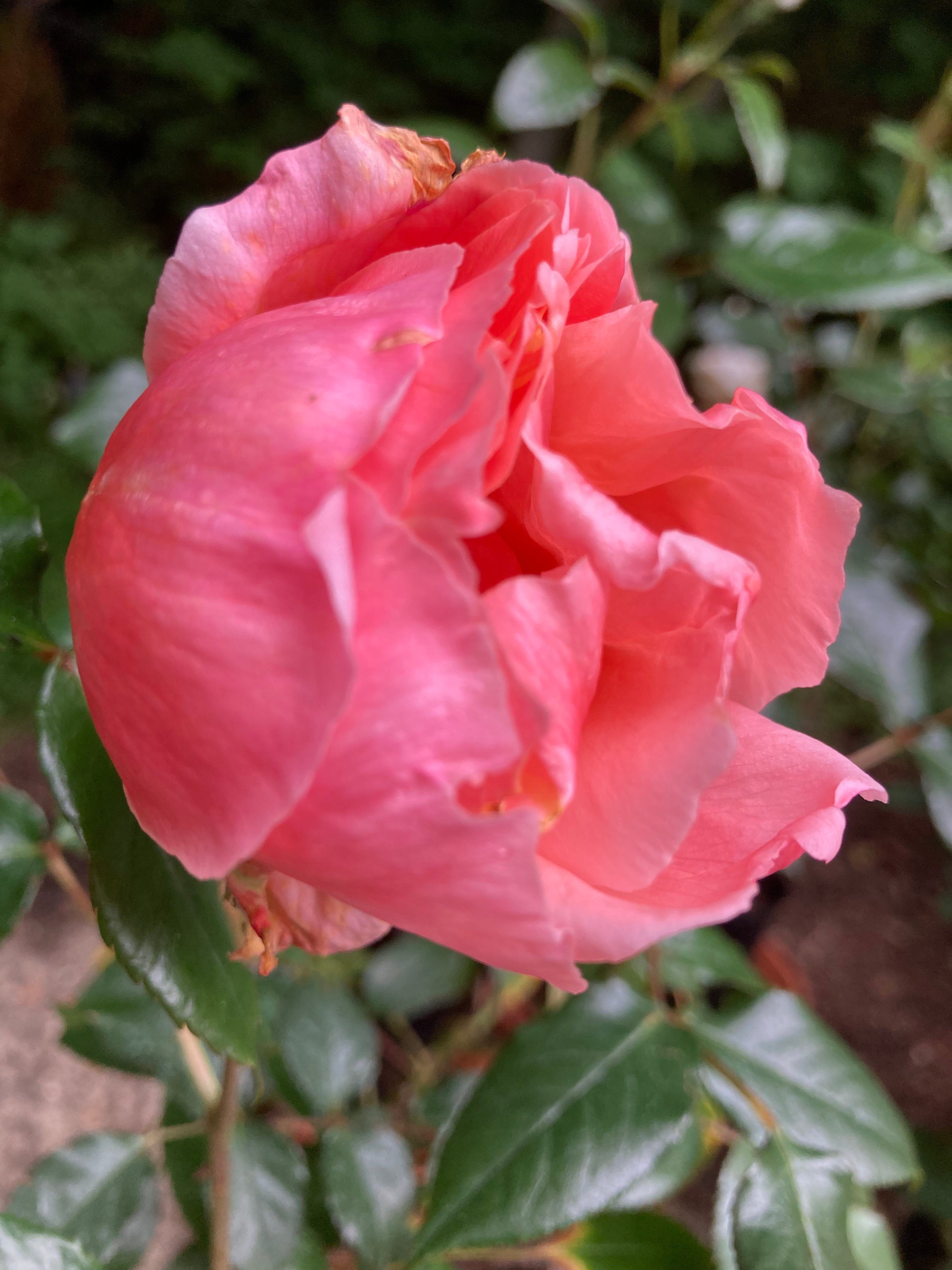 Pale-Pink 'Fragrant Delight' Floribunda Rose (Root Wrapped) Free UK Postage