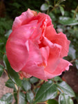 Pale-Pink 'Fragrant Delight' Floribunda Rose (Root Wrapped) Free UK Postage
