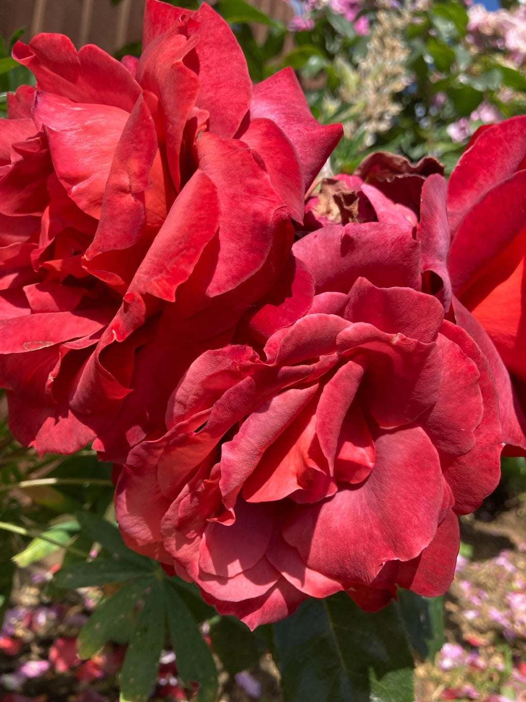 Climbing Rose Bush 'Guinee' (Bare Root) Free UK Postage