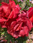 Climbing Rose Bush 'Guinee' (Bare Root) Free UK Postage