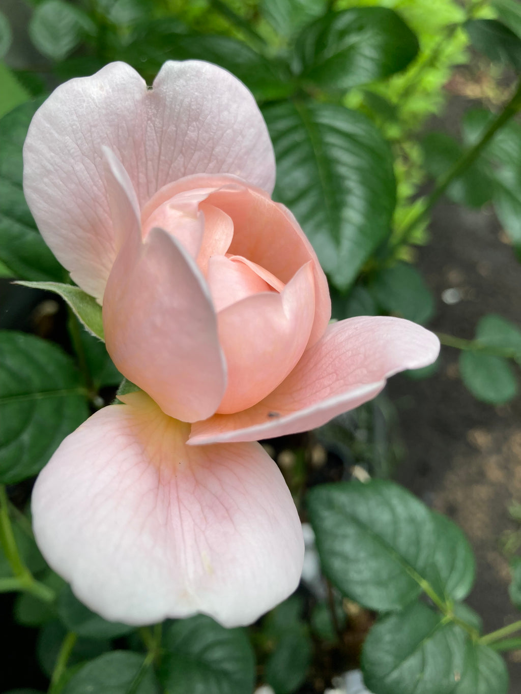 Climbing Rose Bush 'Madame Alfred Carriere' (Bare Root) Free UK Postage
