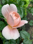 Climbing Rose Bush 'Madame Alfred Carriere' (Bare Root) Free UK Postage