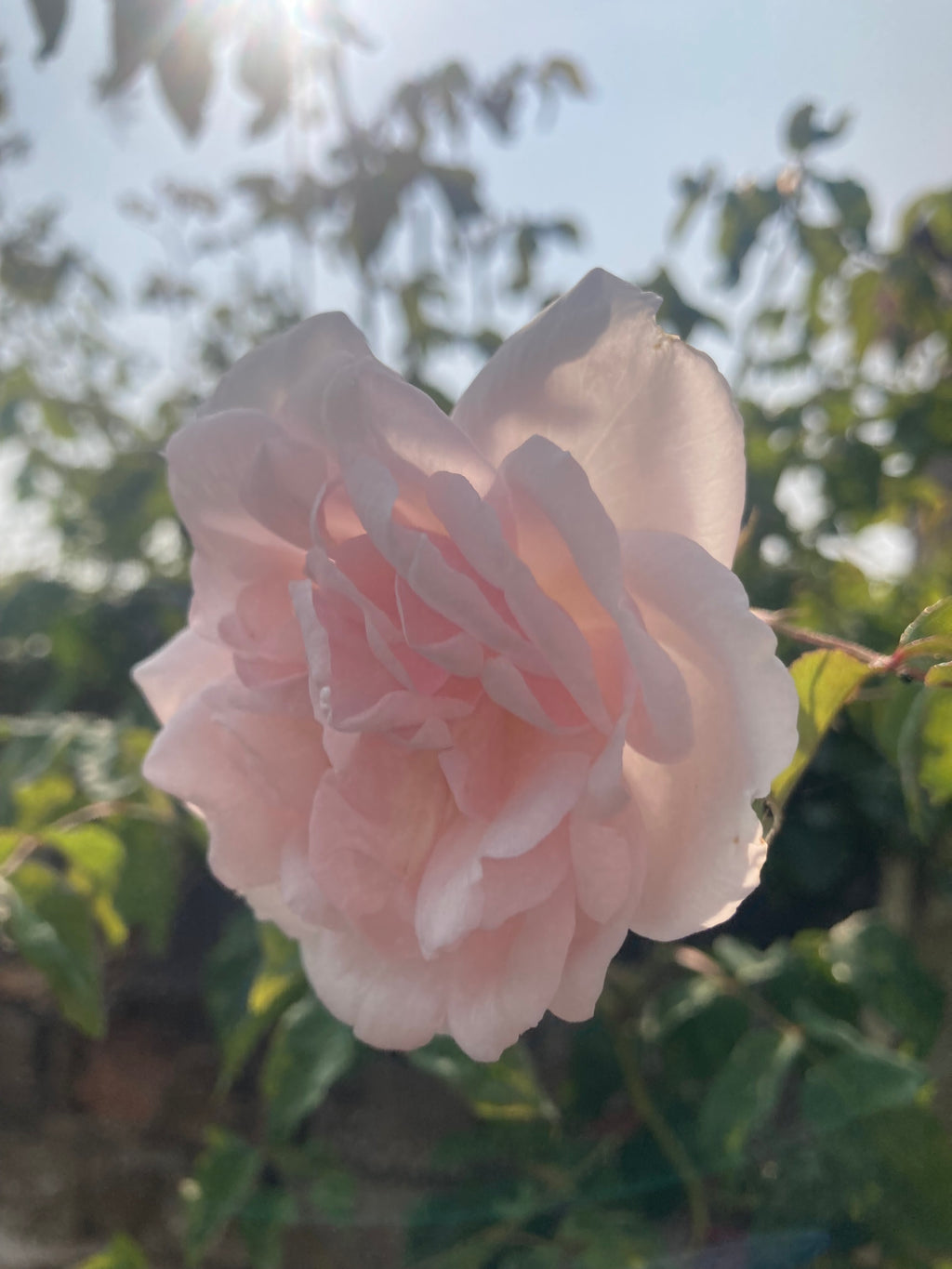 Pale Pink 'New Dawn' Climbing Rose (Bare Root) Free UK Postage