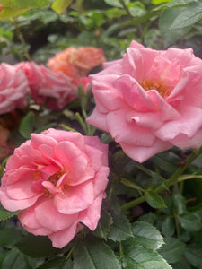 Pink Climbing Rose Bush 'Open Arms' (Root Wrapped) Free UK Postage