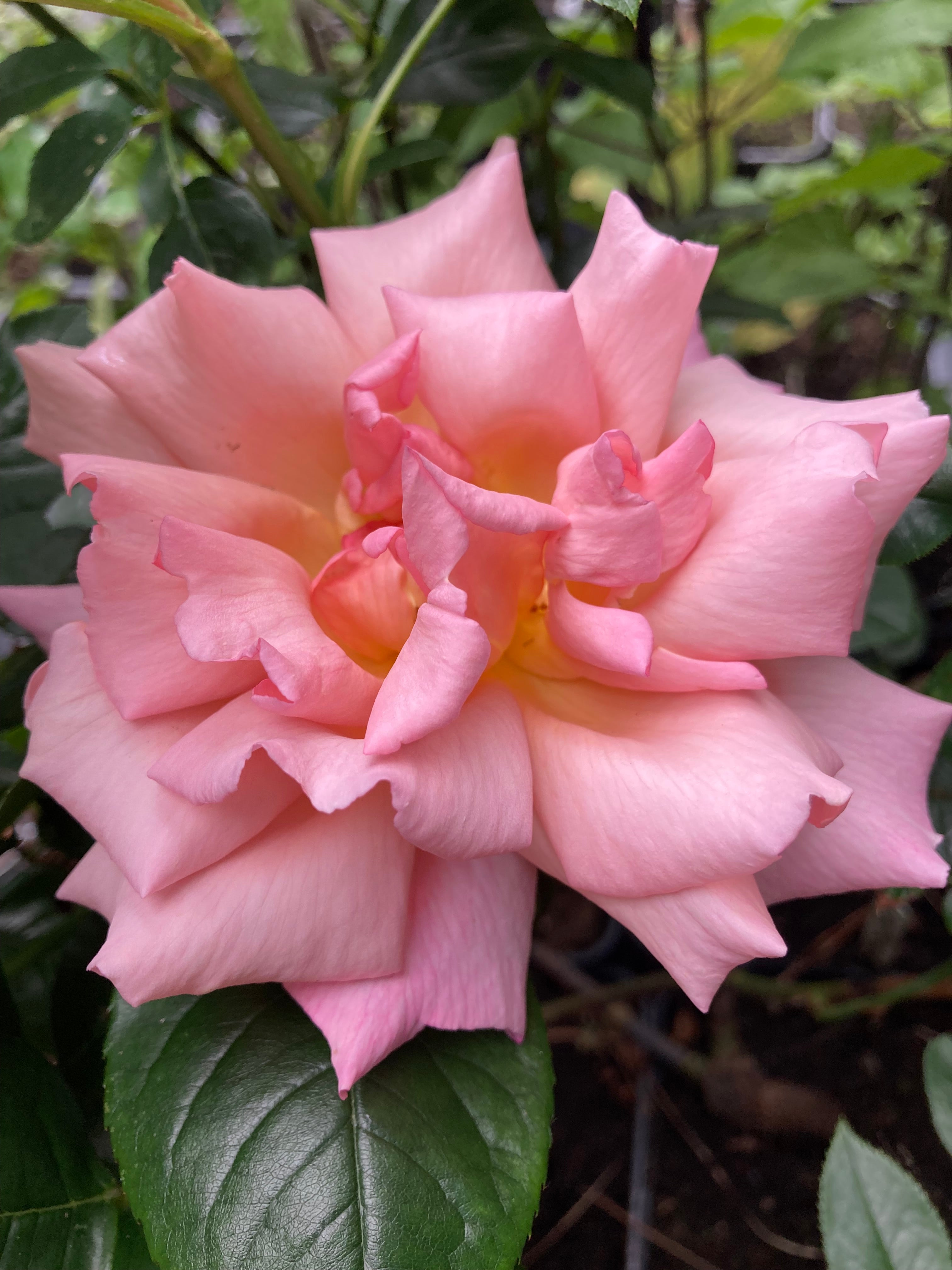 Pink 'Compassion' Climbing Rose (Bare Root) Free UK Postage