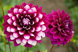 Dahlia 'Ryan C' decorative medium flowered - 2, 3 or 5 tubers - Free delivery within the UK