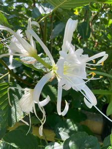 Hymenocallis festalis or White Spider Lily (Bulbs) Free UK Postage