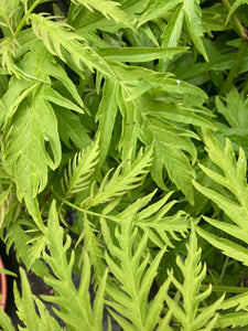 Golden Elder or Sambucus 'Sutherland' (2 Litre Pot) Free UK Postage