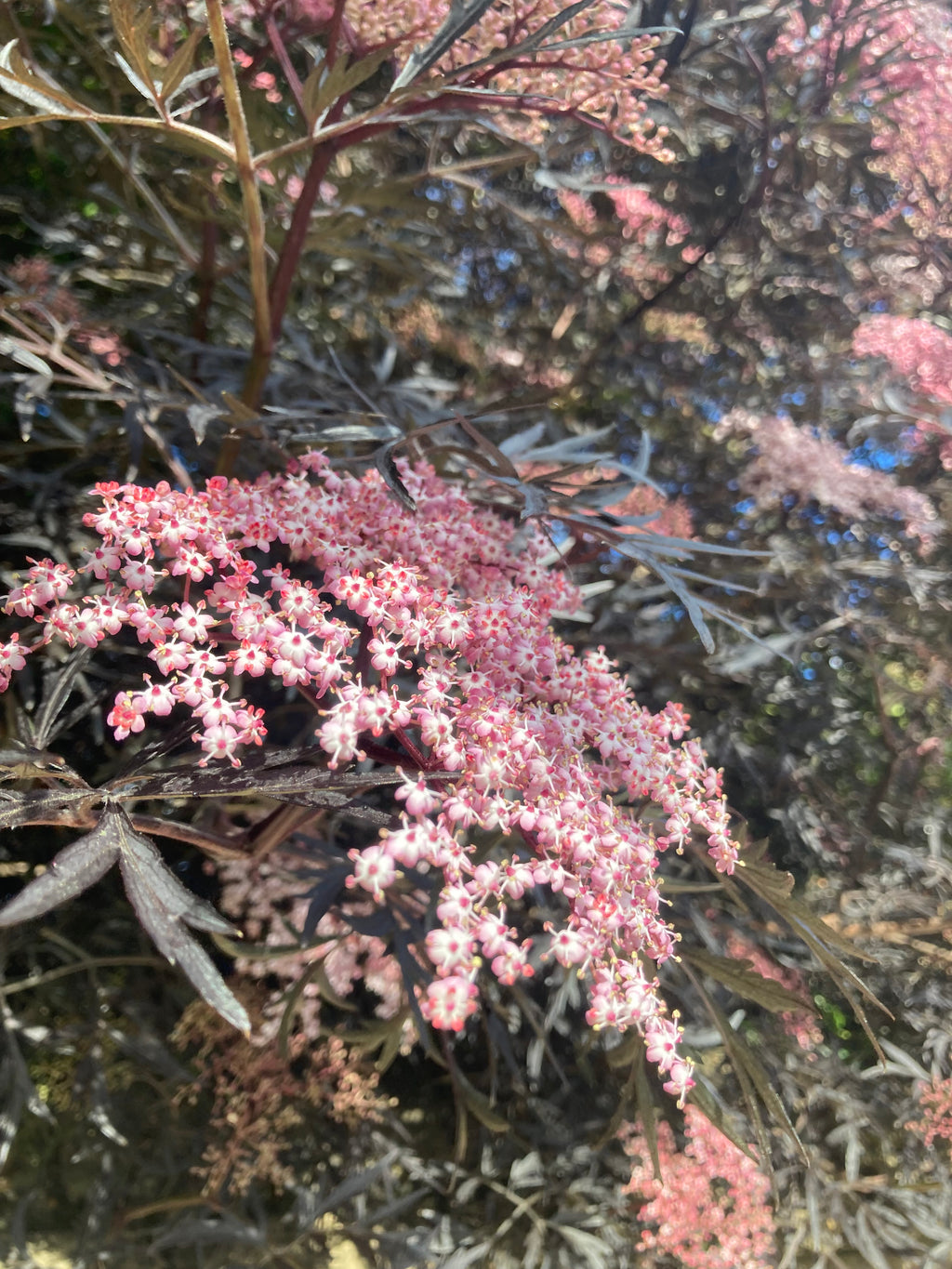 Sambucus nigra 'Black Lace' (2 Litre Pot) Free UK Postage