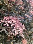Sambucus nigra 'Black Lace' (2 Litre Pot) Free UK Postage