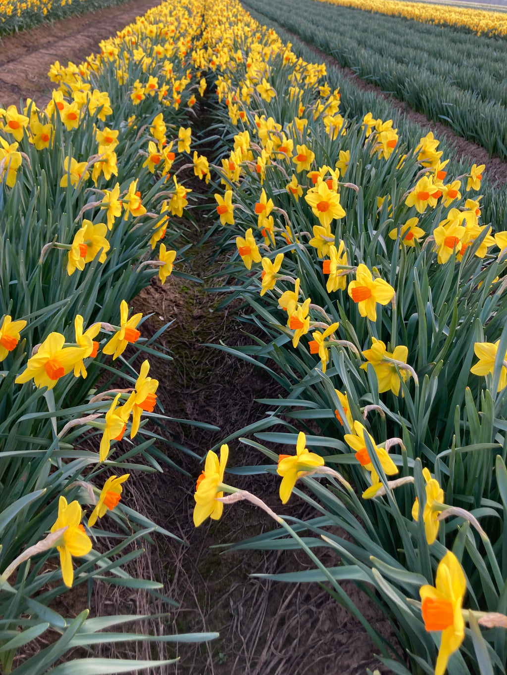 Daffodil 'Sealing Wax' Variety (Bulbs To Plant Yourself) Free UK Postage
