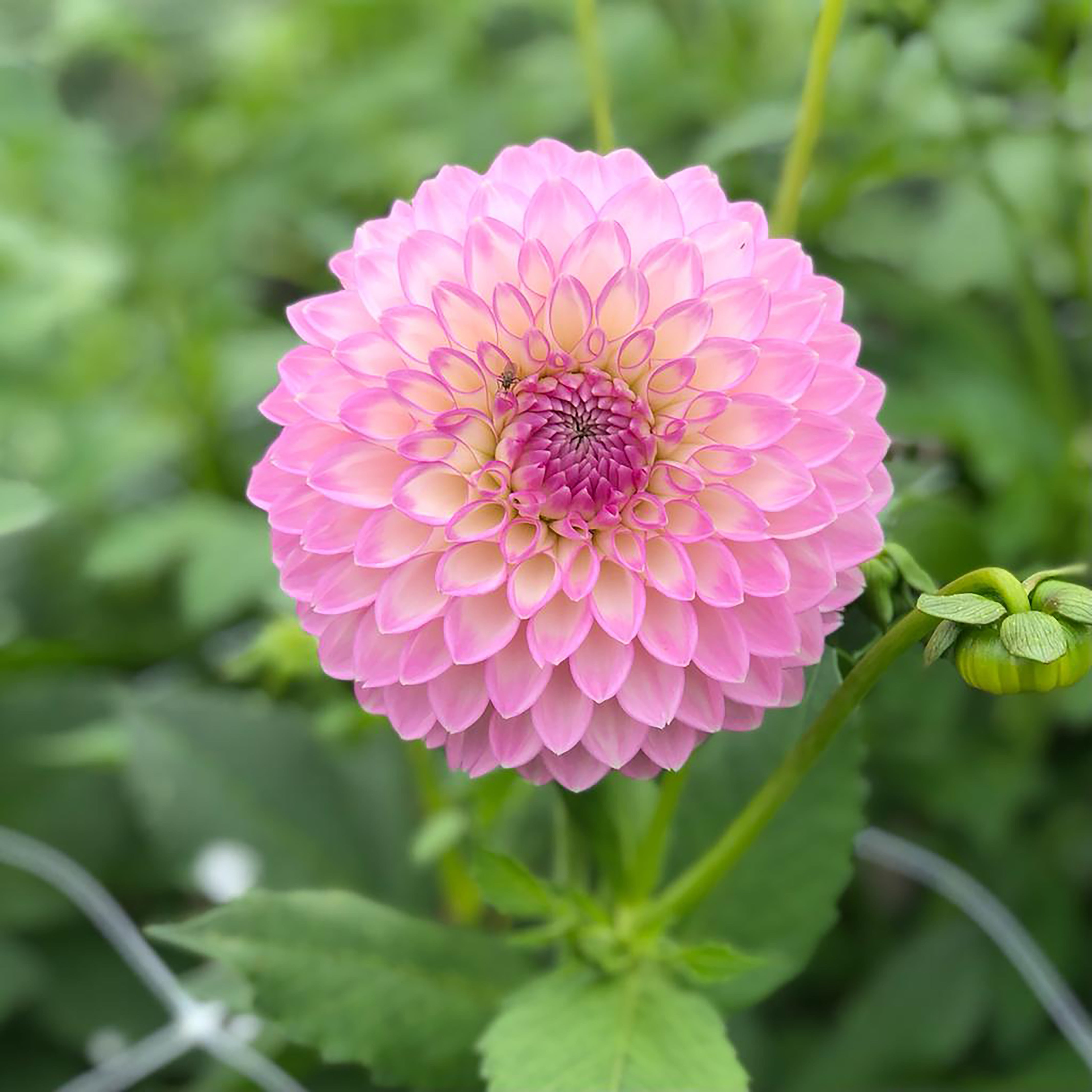 Dahlia 'Sefton Silvertop' ball flowered - 2, 3 or 5 tubers - Free delivery within the UK