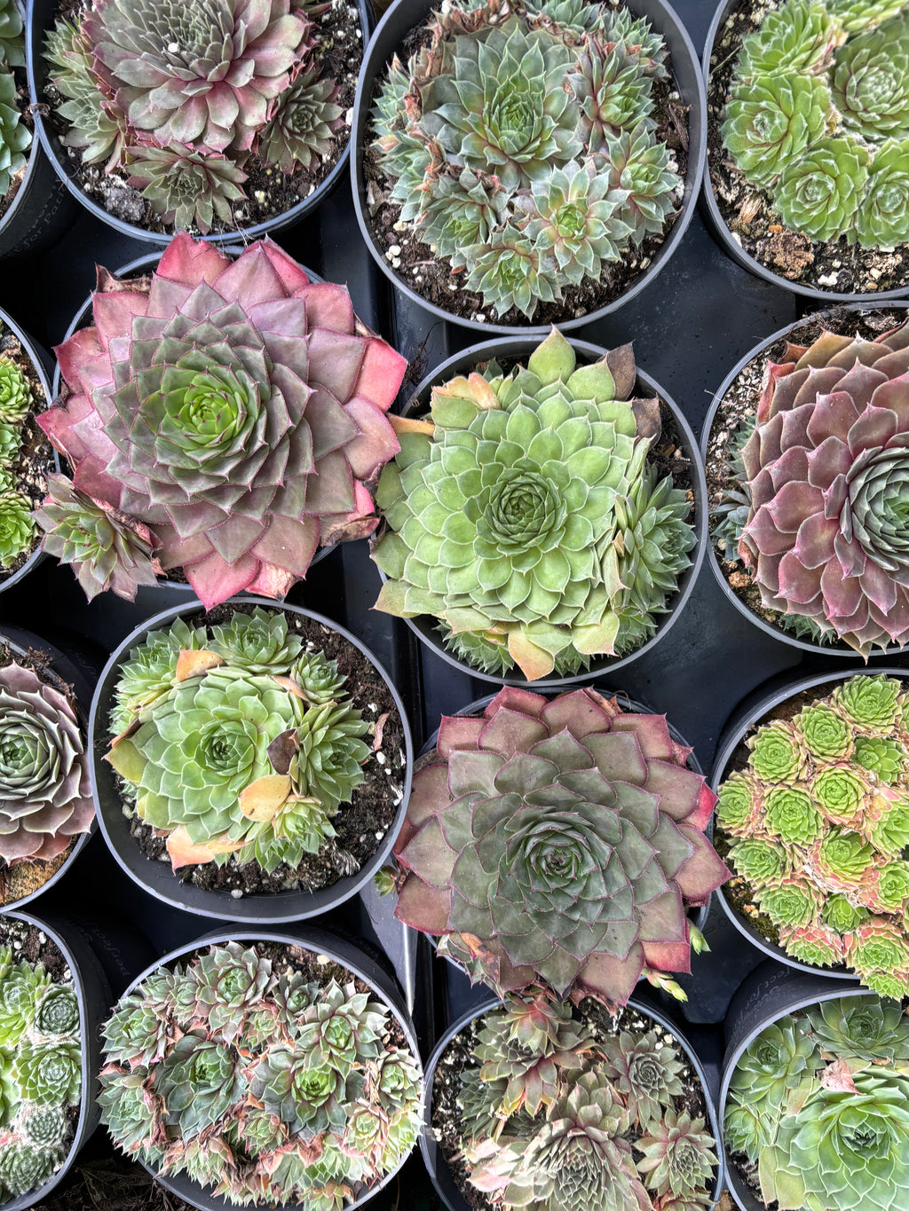 Mixed Sempervivum (Established Plants in 12cm Pots) Free UK Postage