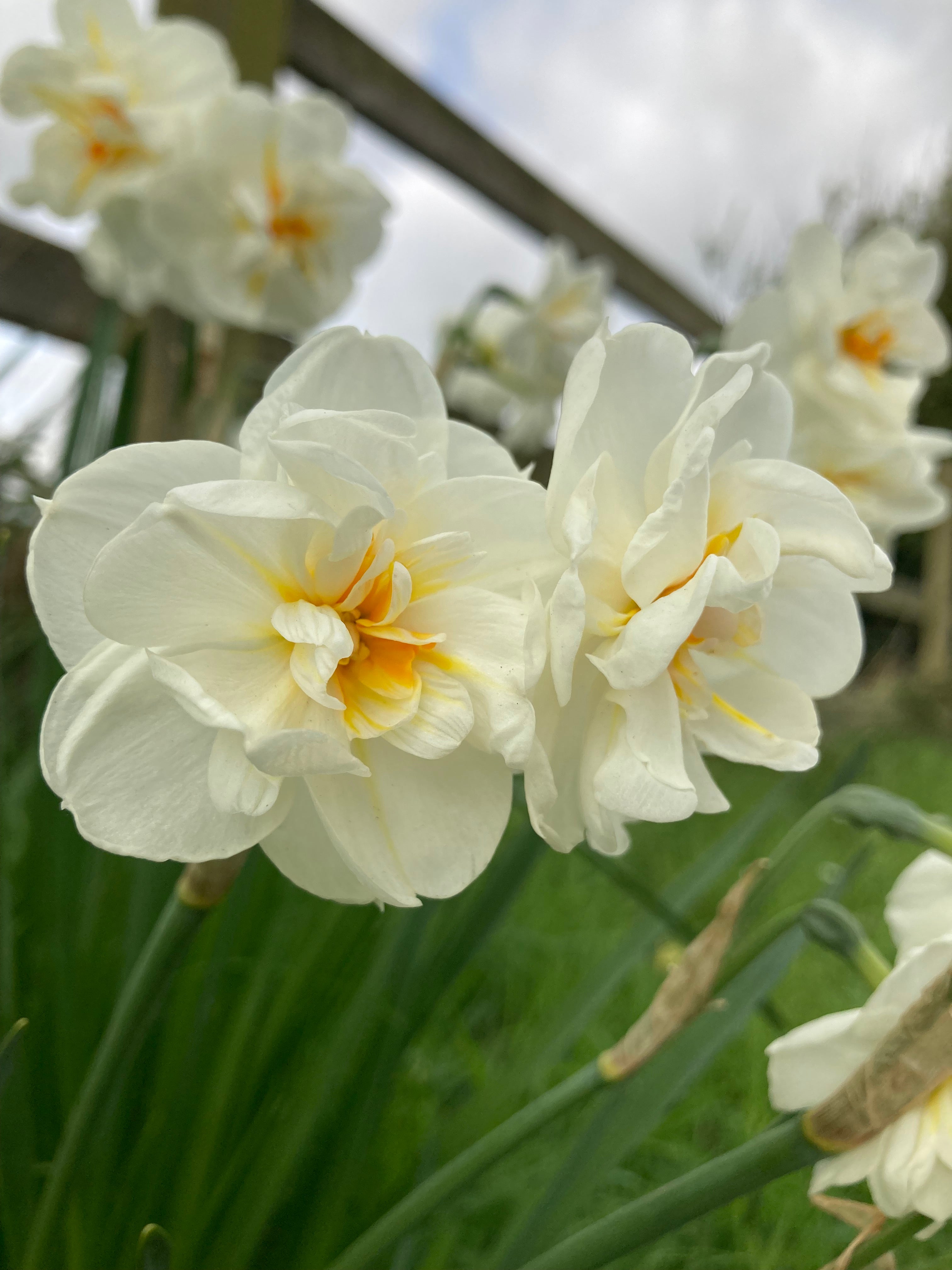 Daffodil 'Sir Winston Churchill' Variety (Bulbs To Plant Yourself) Free UK Postage
