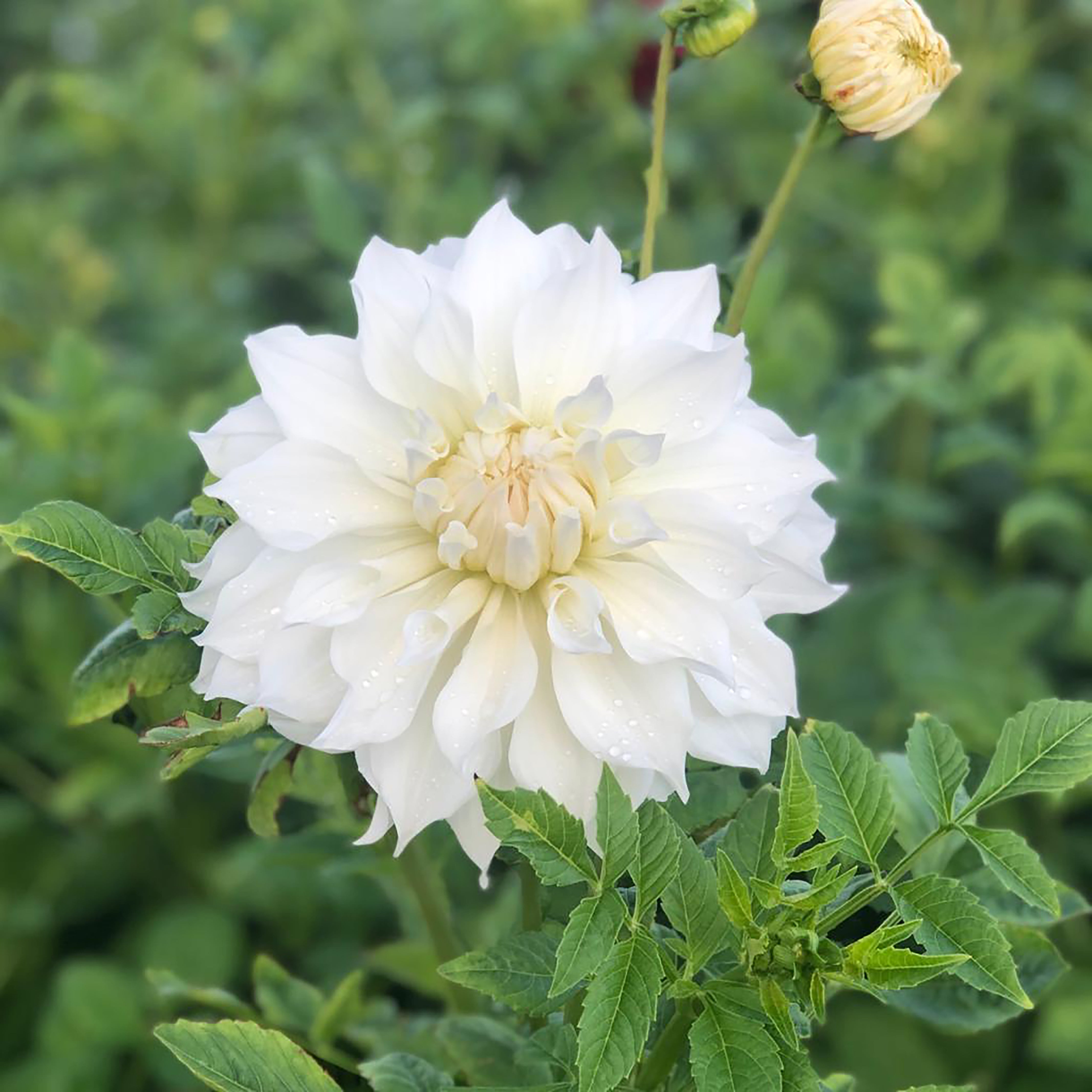 Dahlia 'Snowbound' decorative large flowered - 2, 3 or 5 tubers - Free delivery within the UK