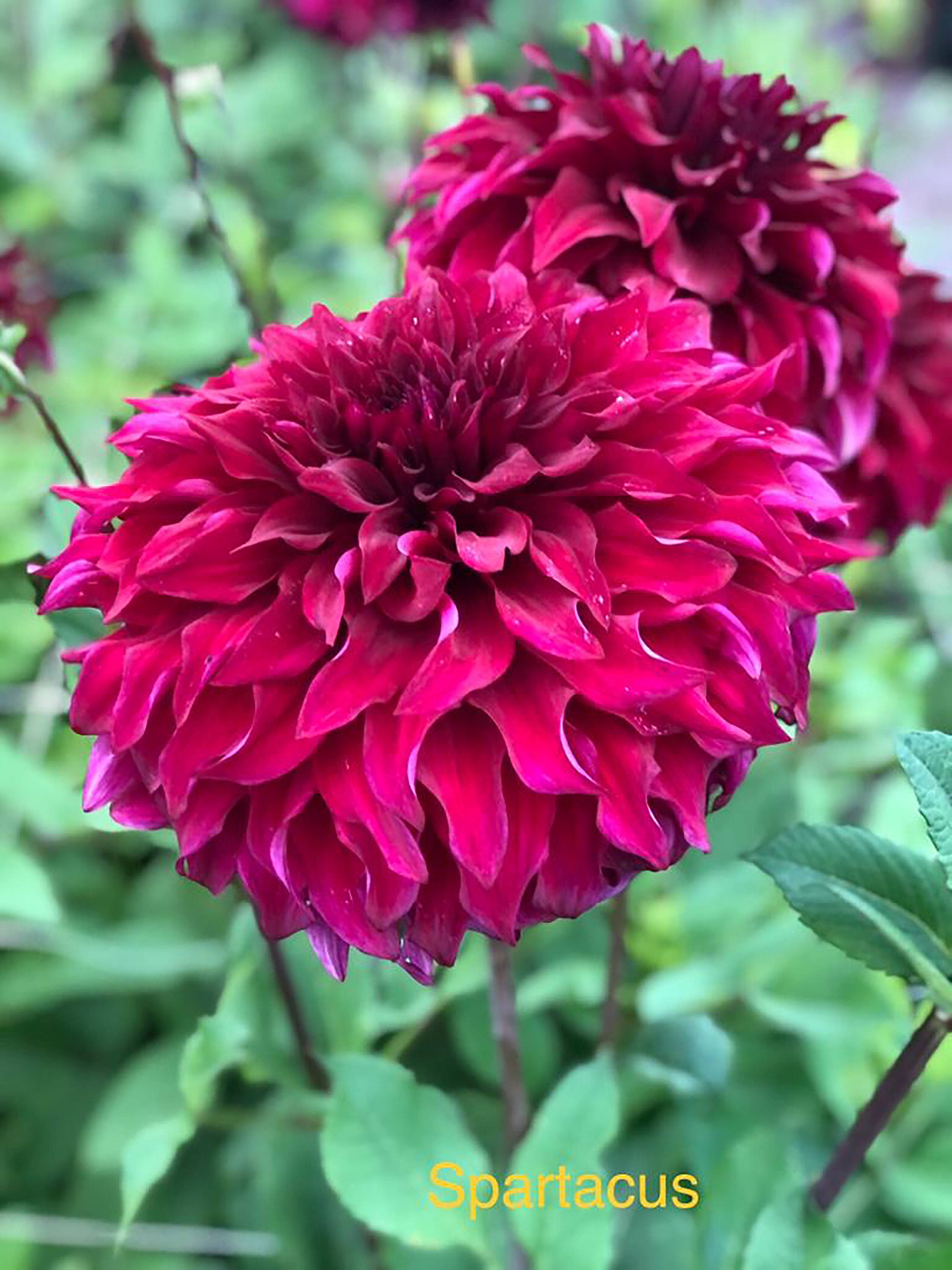 Dahlia 'Spartacus' decorative large flowered - 2, 3 or 5 tubers - Free delivery within the UK