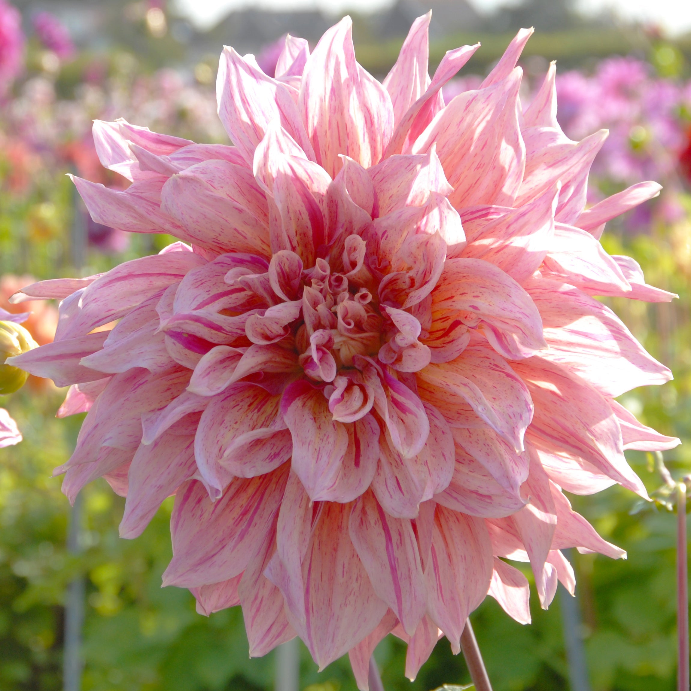 Dahlia 'Striped Emory Paul' decorative dinnerplate flowered - 2, 3 or 5 tubers - Free delivery within the UK