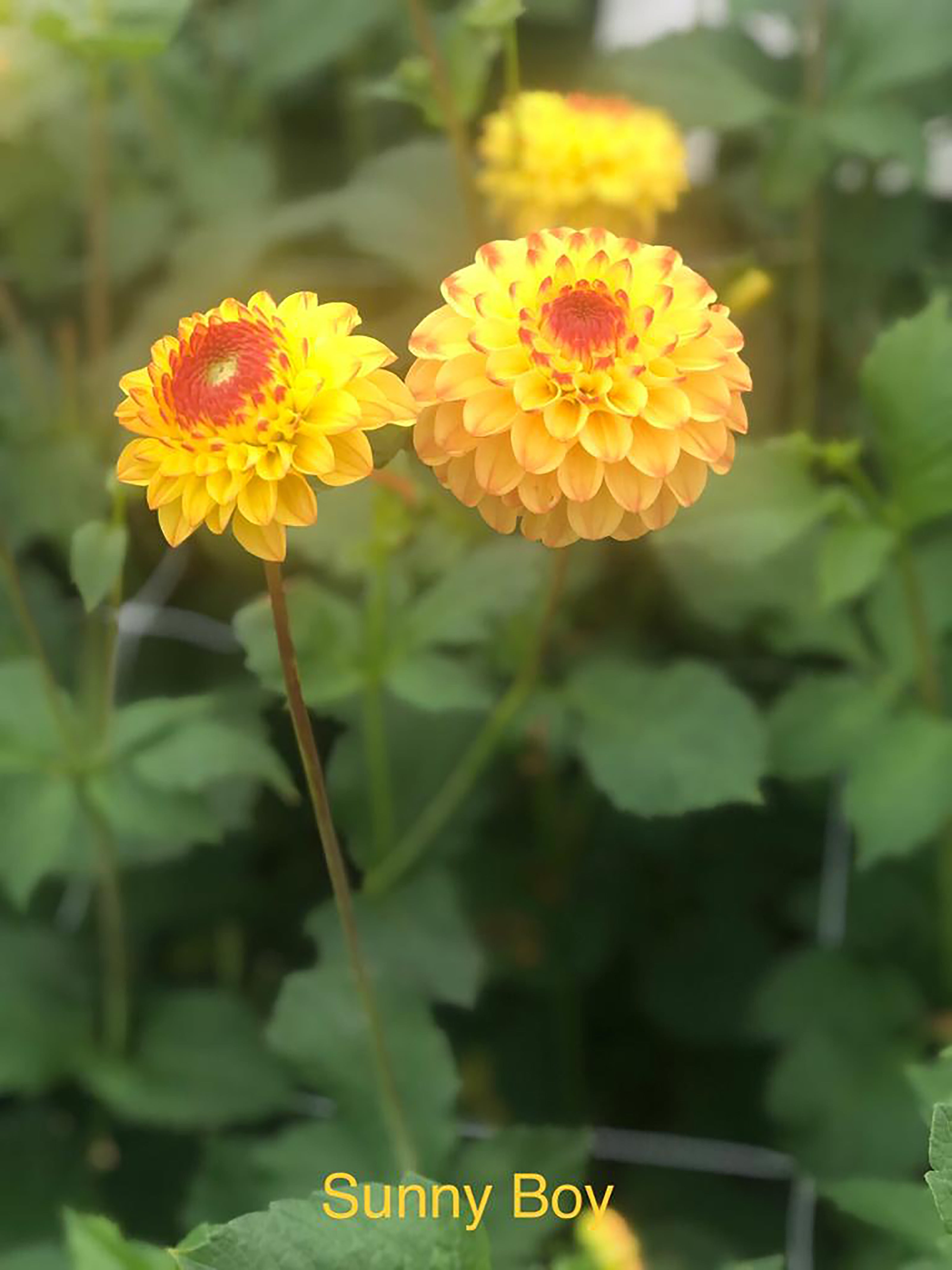 Dahlia 'Sunny Boy' ball flowered - 2, 3 or 5 tubers - Free delivery within the UK
