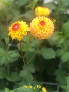 Dahlia 'Sunny Boy' ball flowered - 2, 3 or 5 tubers - Free delivery within the UK