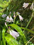 Pink Swamp Lily 'Crinum powellii' (Large Bulbs) Free UK postage