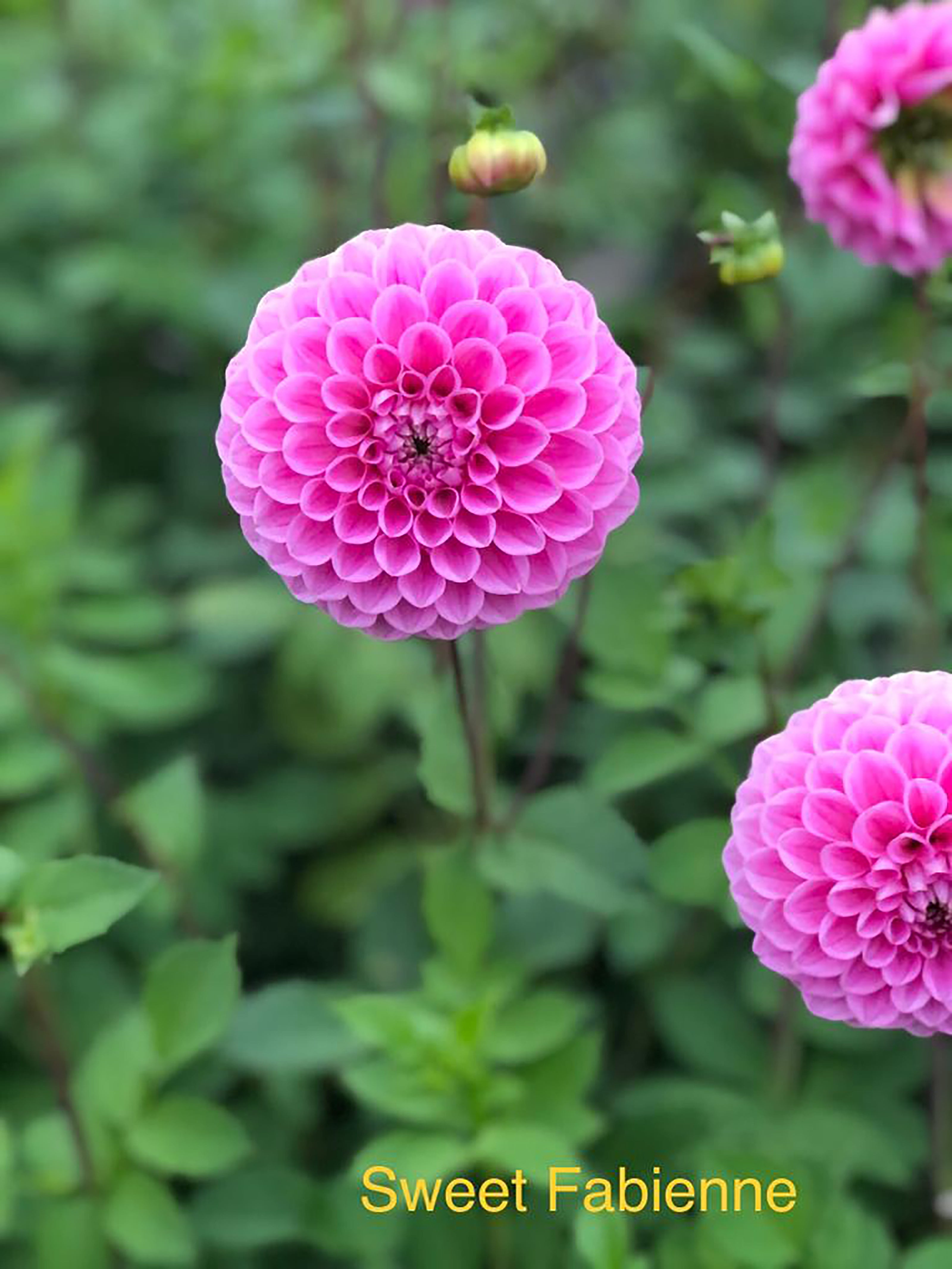 Dahlia 'Sweet Fabienne' ball flowered - 2, 3 or 5 tubers - Free delivery within the UK