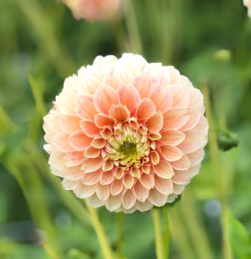 Dahlia 'Sweet Suzanne' Tubers (Ball-shaped Flowers) Free UK Postage
