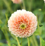 Dahlia 'Sweet Suzanne' Tubers (Ball-shaped Flowers) Free UK Postage