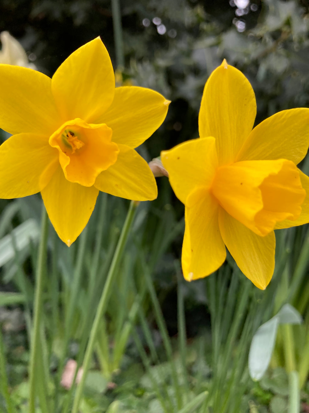 Daffodil 'Sweetness' Bulbs (Narcissus) Free UK Postage
