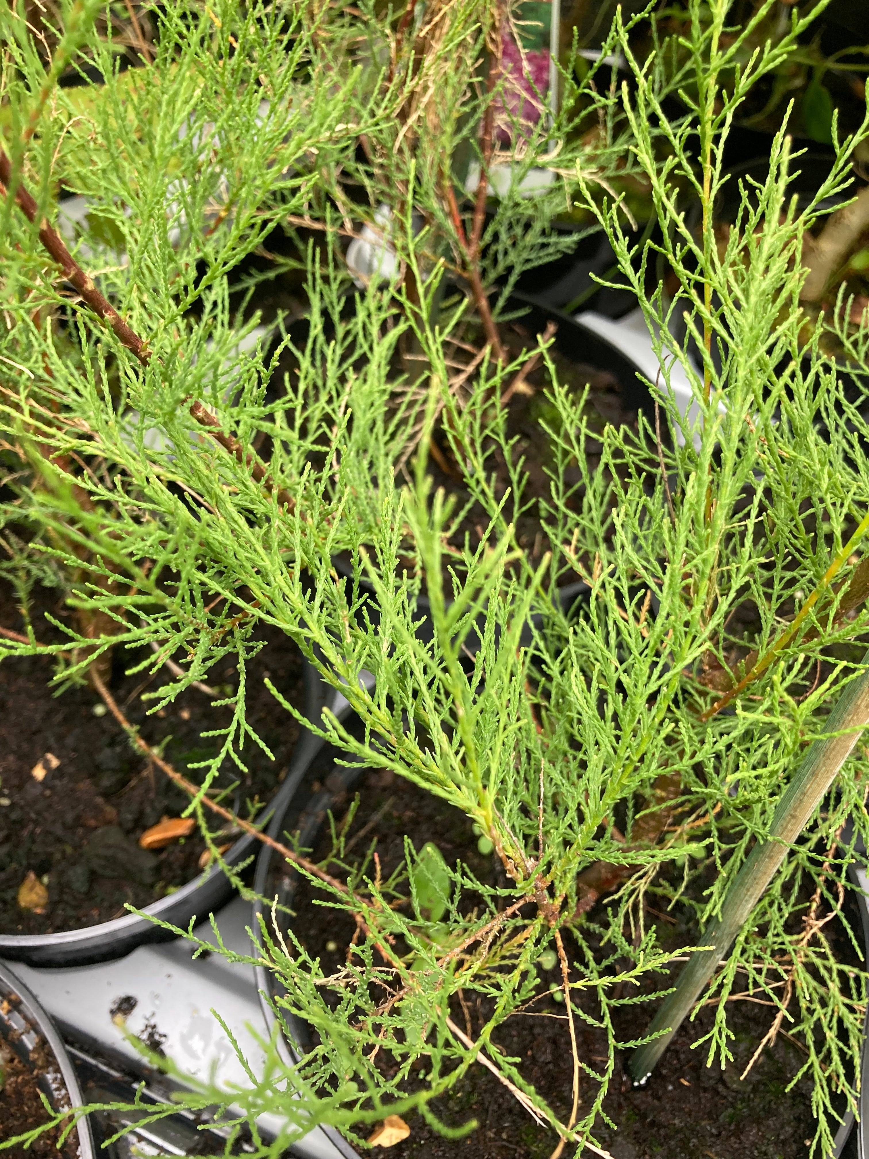 Tamarisk tetrandra Plant (12 cm Dia Pot) Free UK Postage