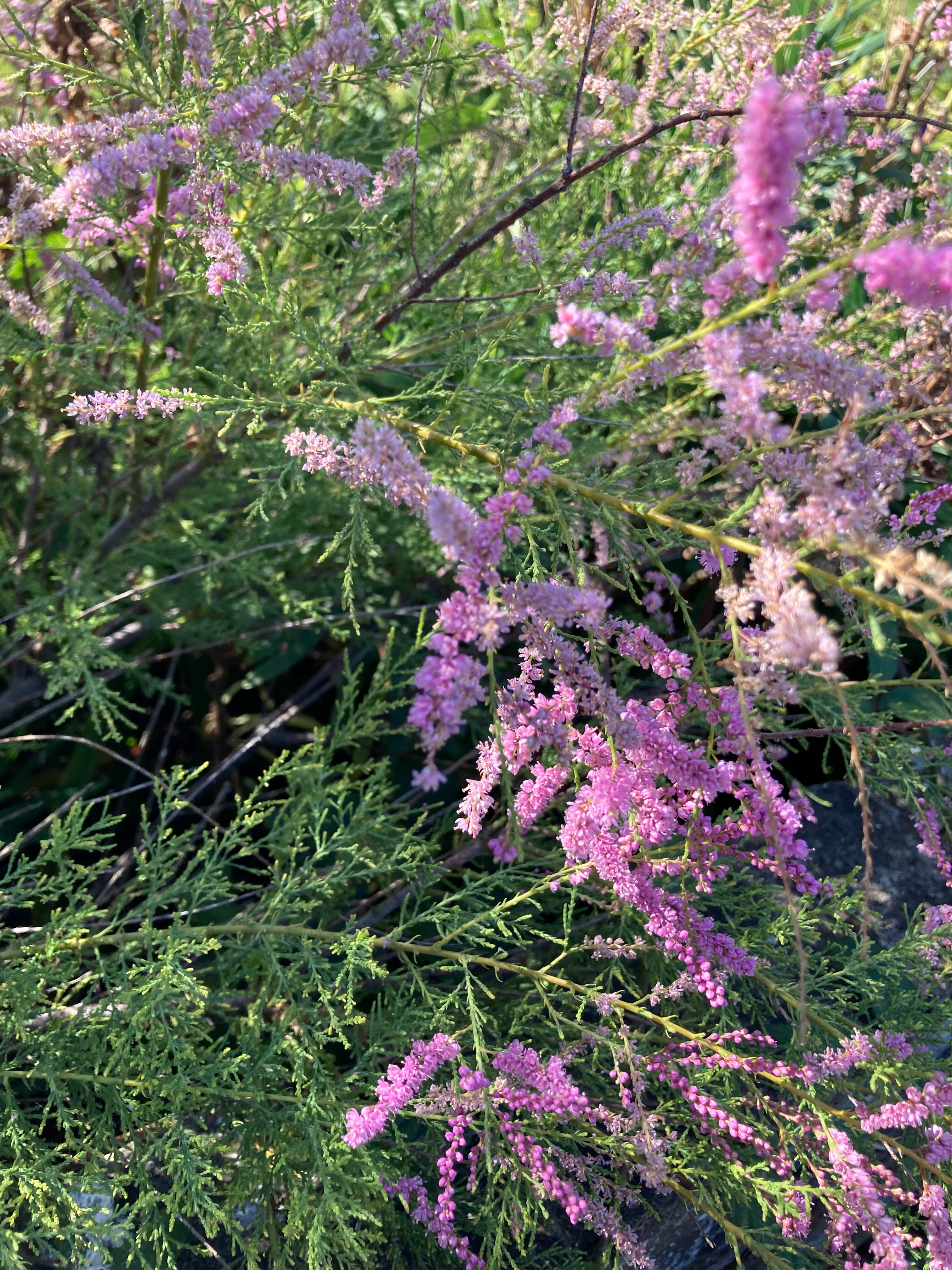 Tamarisk tetrandra Plant (12 cm Dia Pot) Free UK Postage