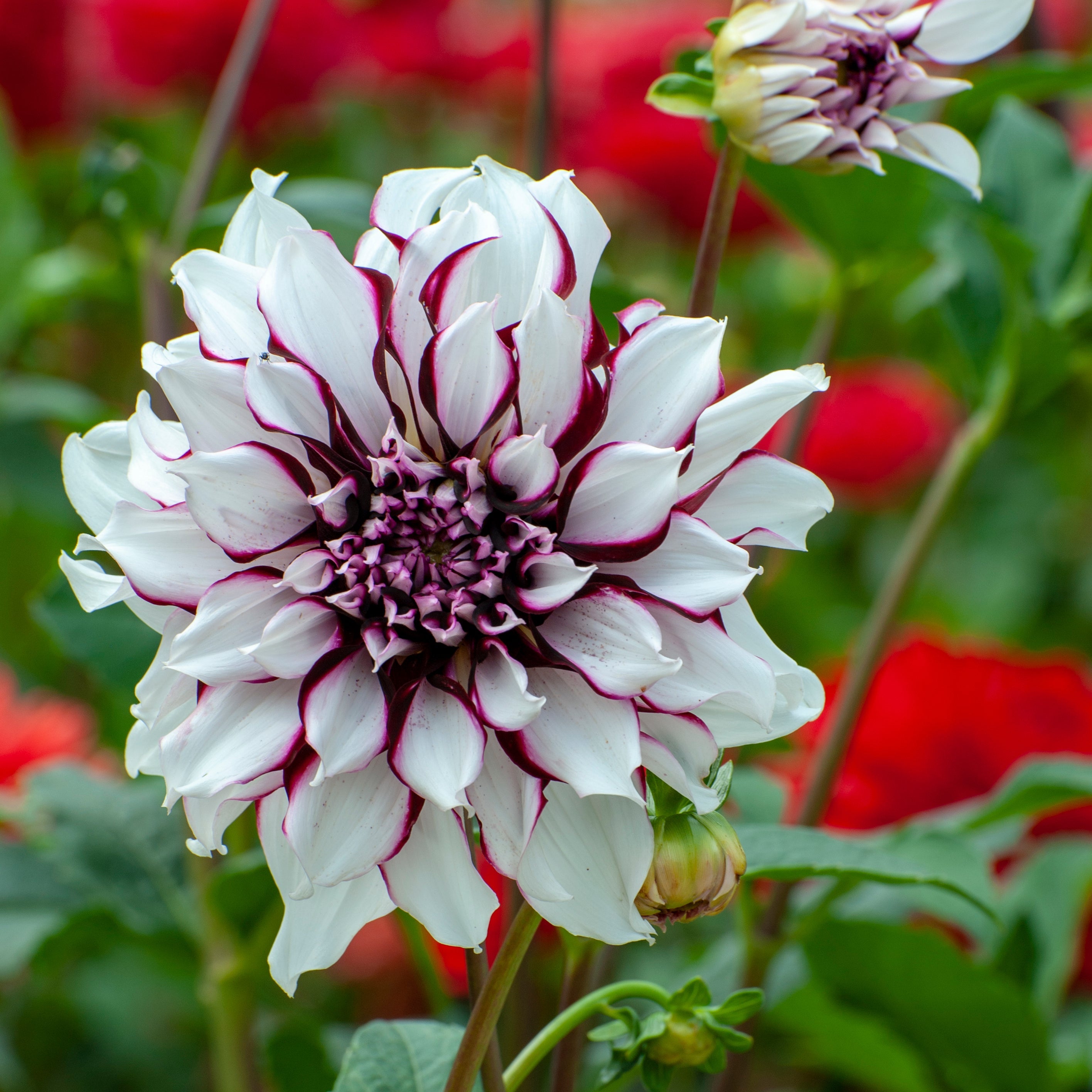Dahlia 'Tartan' decorative large flowered - 2, 3 or 5 tubers - Free delivery within the UK