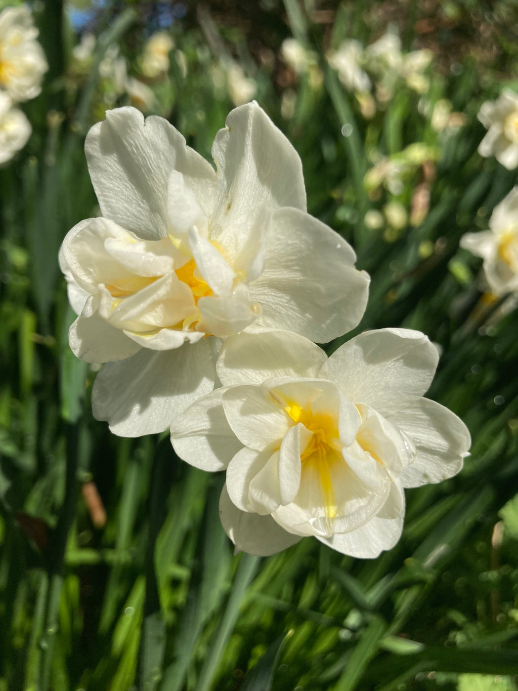 Daffodil 'The Bride' Bulbs (Narcissus) Free UK Postage