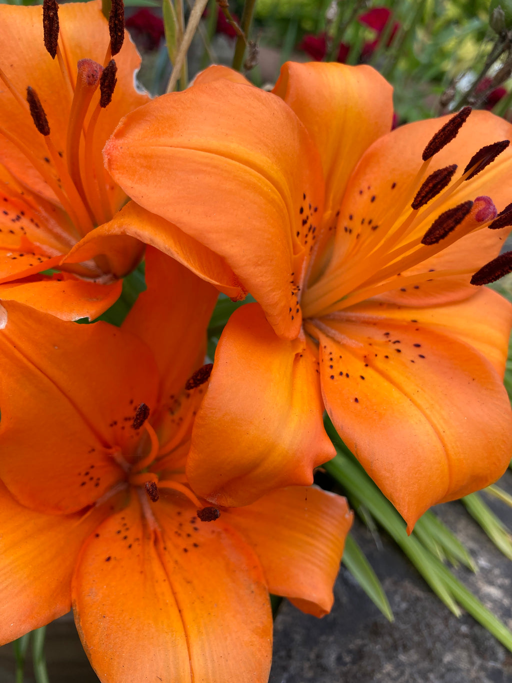 Orange Tiger Lily Bulbs (Lilium orientalis) Free UK postage