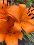 Orange Tiger Lily Bulbs (Lilium orientalis) Free UK postage