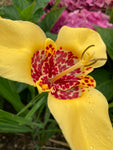 Tigridia pavonia or Tiger Flower Bulbs (Mixed Colours) (Free UK Postage)