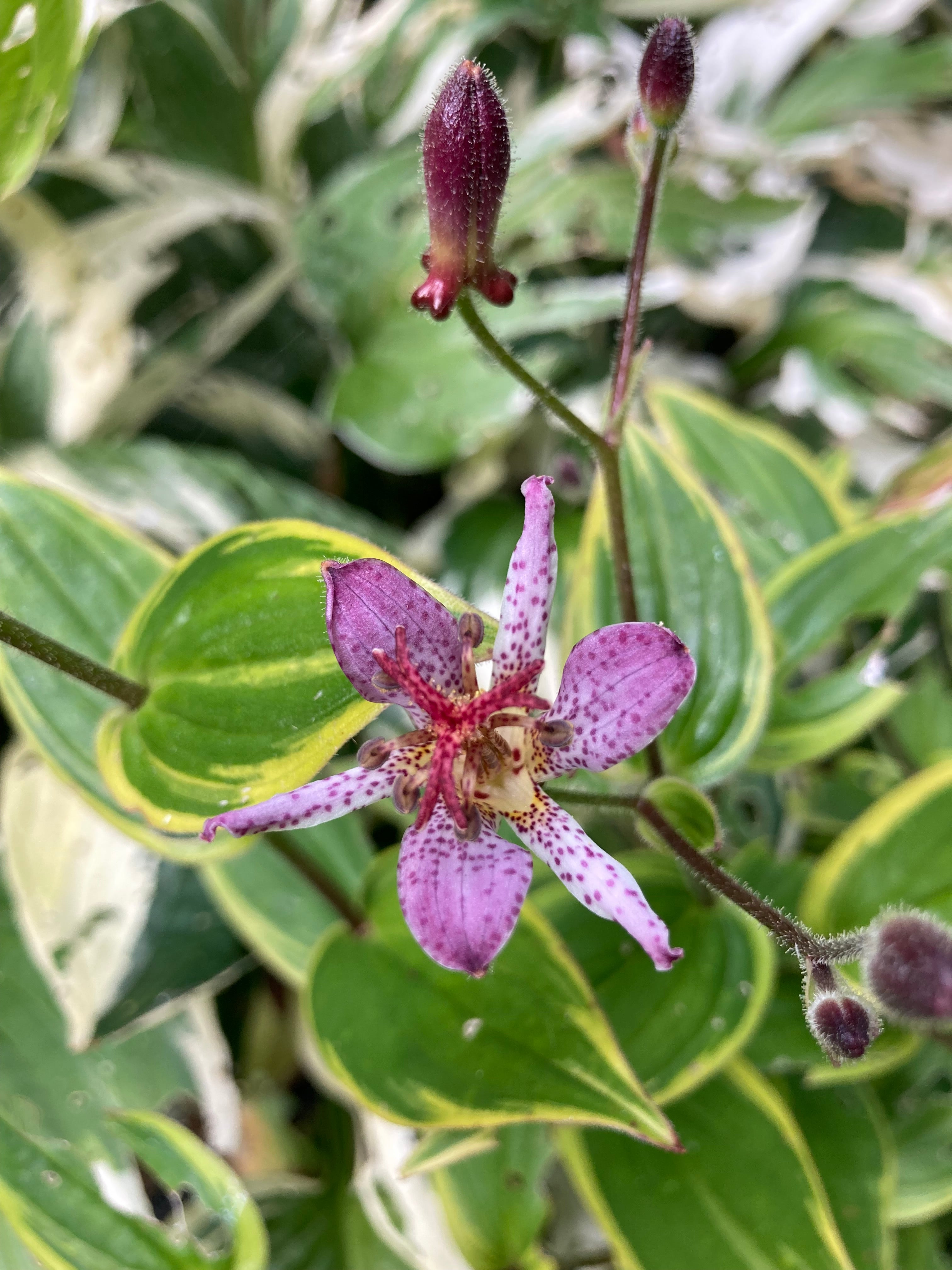 Toad Lily (Tricyrtis formosana 'Gilt Edge') Budding Sections of Bare Root (Free UK Postage)