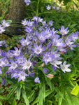 30 Triteleia laxa 'Fabiola' or Grassnut (Bulbs) Free UK Postage