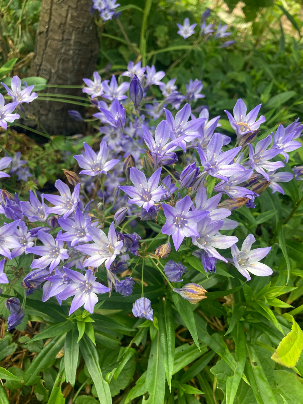 20 Triteleia laxa 'Fabiola' or Grassnut (Bulbs) Free UK Postage