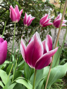 Purple and White Lily-Flowered Tulip Bulbs 'Ballade' (Free UK Postage)