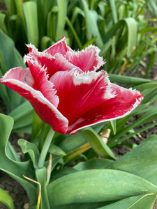 Red and White Fringed Tulip 'Canasta' (Bulbs) Free UK Postage