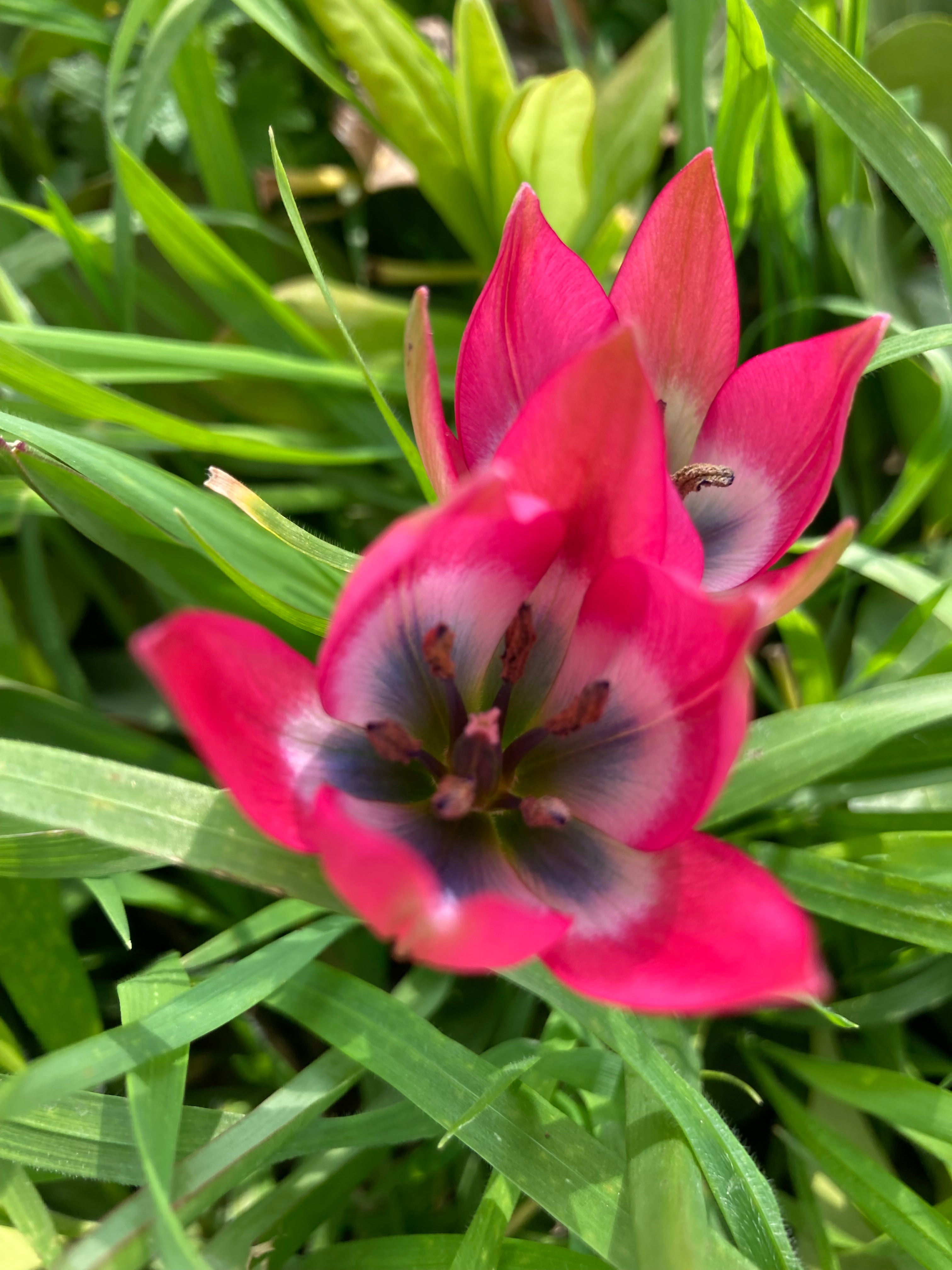 Tulip 'Little Beauty' Bulbs (Free UK Postage)